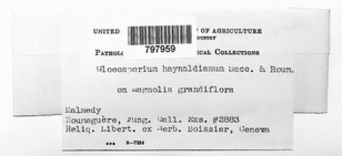 Gloeosporium haynaldianum image